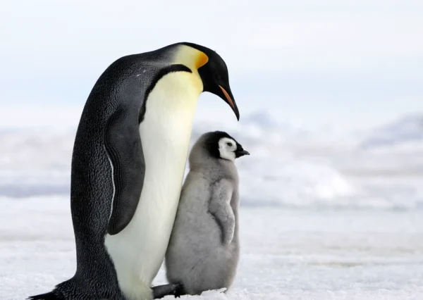 Pingwin cesarski z młodym