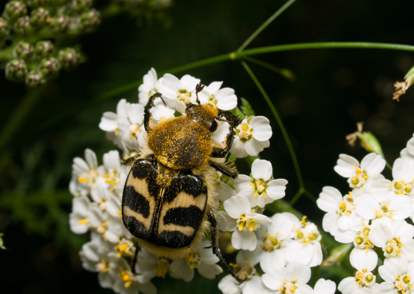 chrząszcz Trichius cf. fasciatus